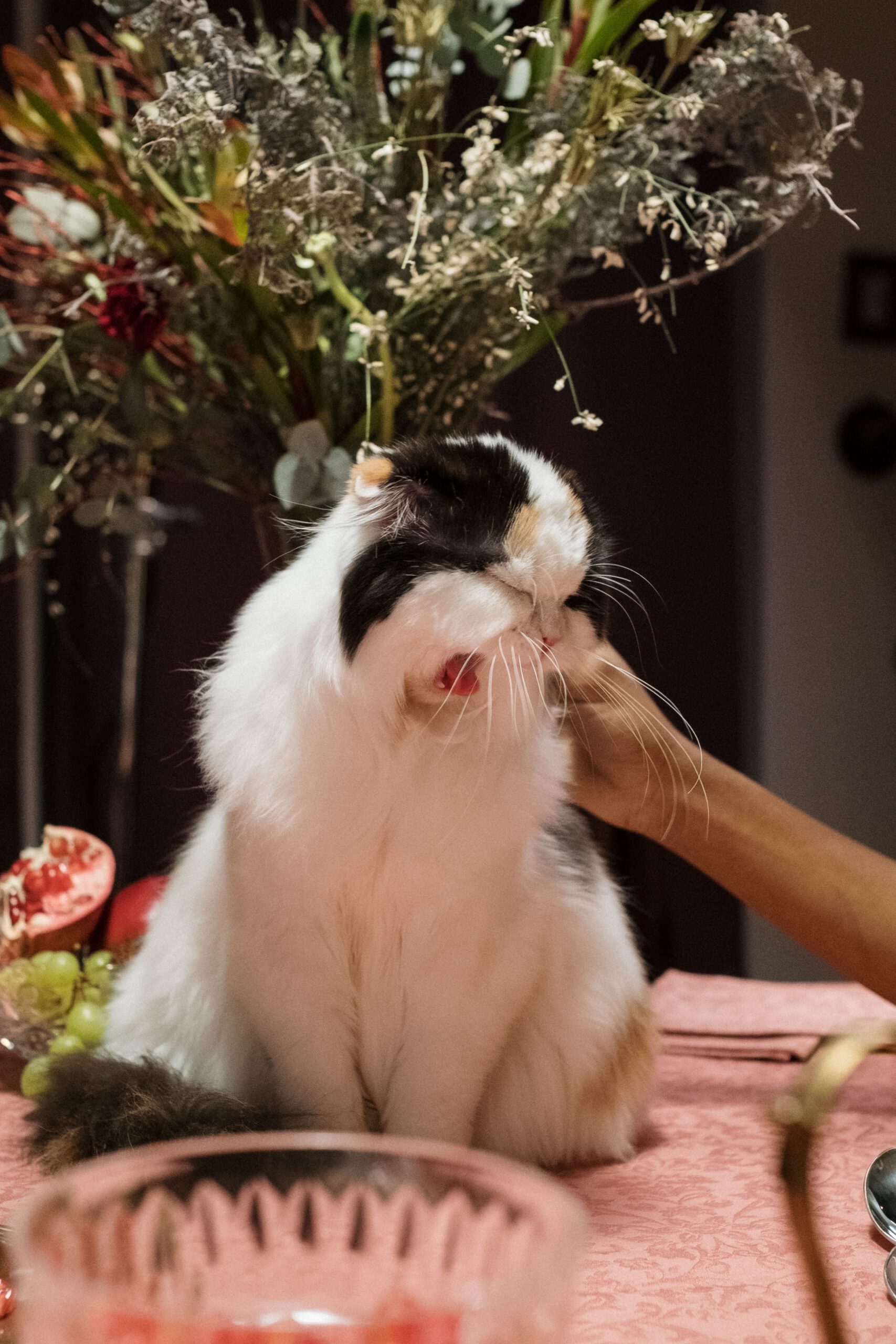 Kat miauwt veel? Dit is waarom! KatofPoes.nl