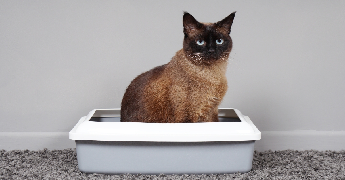 Kat plast naast de bak: oorzaken en oplossingen! - KatofPoes.nl