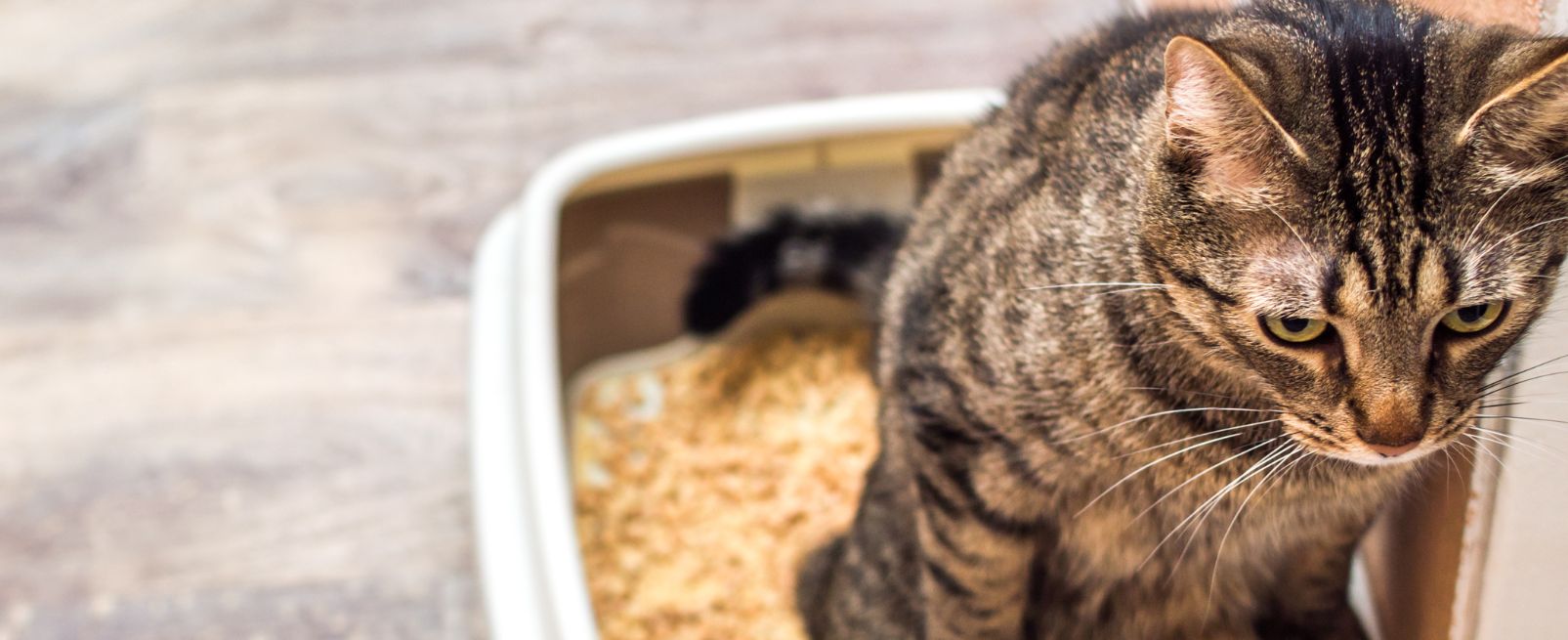 Kat plast naast de bak oorzaken en oplossingen! KatofPoes.nl
